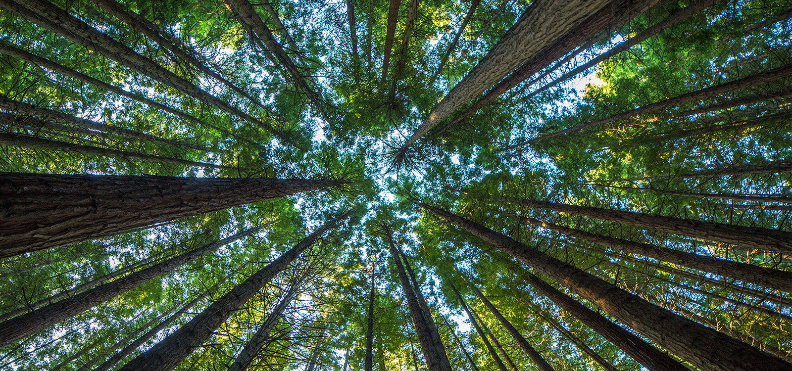 View of pine trees from the ground looking up