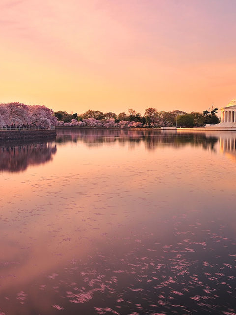 Washington DC cherry blossoms dusk