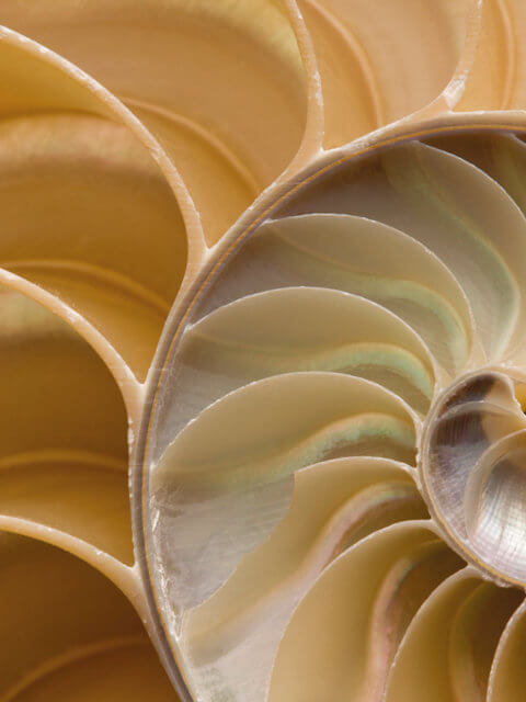 Detail shot of a Nautilus shell cut in half