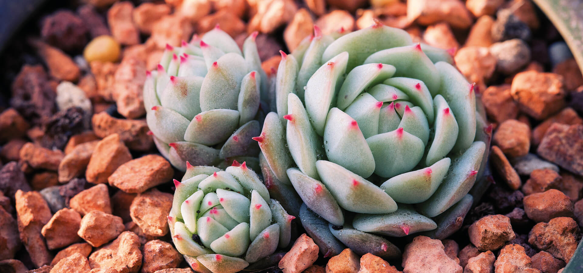 Close up of succulent plant