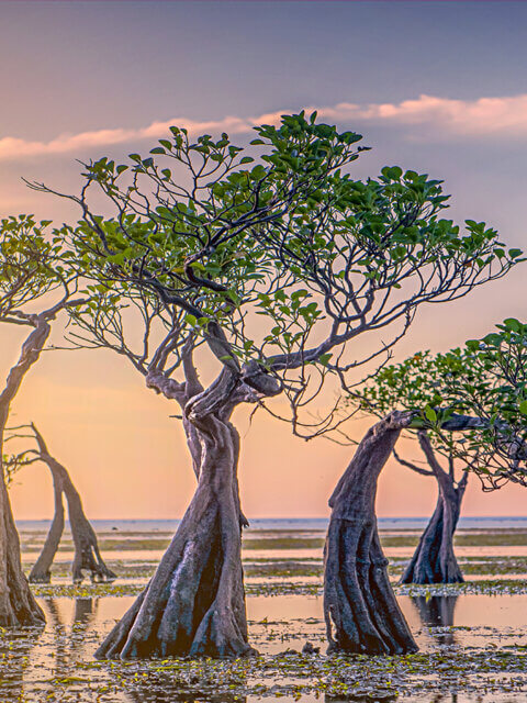 Trees on the Walakiri beach, Indonesia