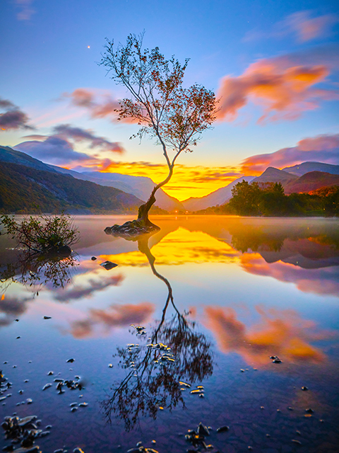 Lonesome tree, scenic view of lake against sky during sunset, United Kingdom, UK
