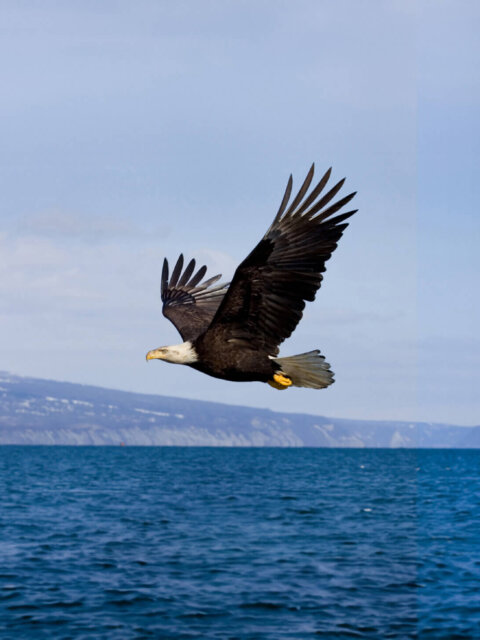 Bald eagle flying by mountain over water in Alaska