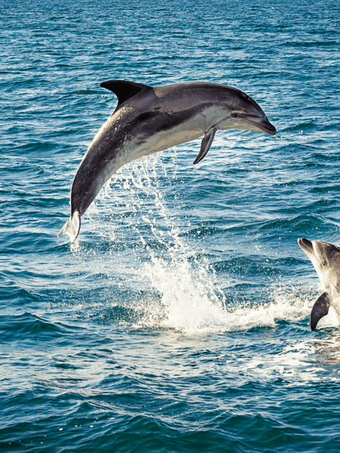 Dolphins playing in the ocean